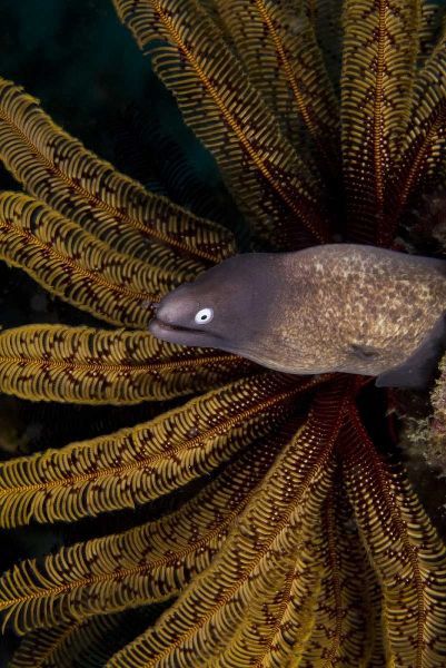 Indonesia A white-eye moray eel by coral